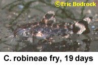 Corydoras robineae = fry 19 days