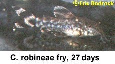 Corydoras robineae = fry 27 days