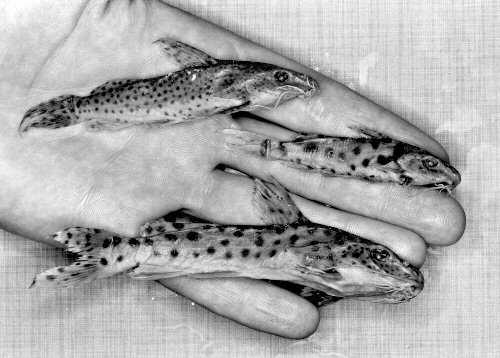 Specimens of Synodontis njassae with small, medium, and large spots, collected by Geoffrey Fryer in the vicinity of Nkhata Bay and sent to the British Museum (Natural in 1957. = Photo © M. K. Oliver