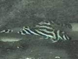 "Zebra Pleco" 3½ months old