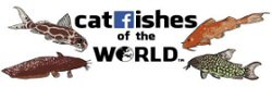 Catfishes of the World
