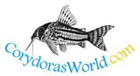 Corydoras World