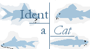 Identify your Catfish