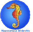 Hippocampus Bildarchiv