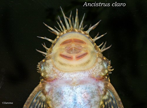 Ancistrus claro = Showing mouth structure