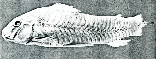 Aspidoras rochai  = Lecotype 1907 MZUSP 2195