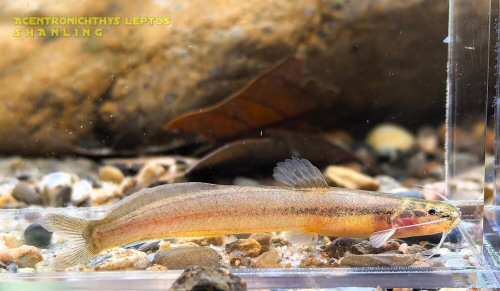 Acentronichthys leptos