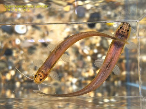 Acentronichthys leptos = dorsal view