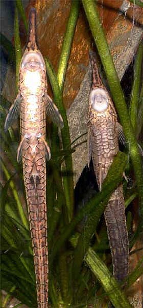 F.acus=left. F.gracilis=right