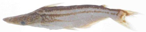 Ageneiosus pardalis = Venezeula, Rio Agua Caliente 2 to 3 kilometers above Lago Maracaibo, Zulia 