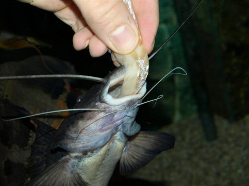 Aguarunichthys torosus  = Hand feeding fish fillets