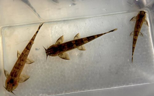 Amphilius rheophilus = dorsal view