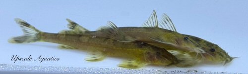 Amphilius rheophilus