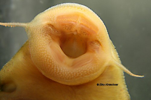Ancistomus sp. (L163) = mouth view
