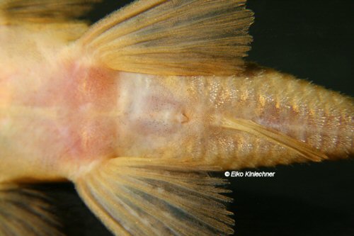 Ancistomus sp. (L163) = Genital papilla male