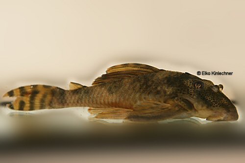 Ancistomus sp. (L208)