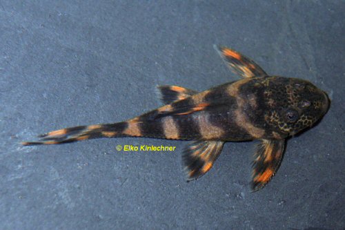 Ancistomus sp. (L208) = dorsal view