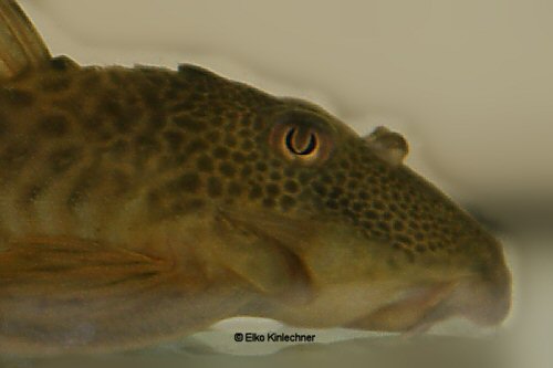 Ancistomus sp. (L208) = head view