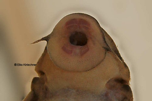Ancistomus sp. (L208) = mouth view