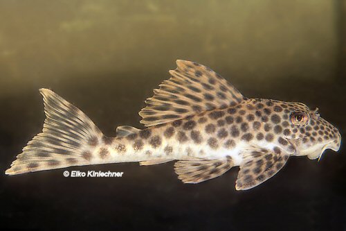 Ancistomus sp. (L424)