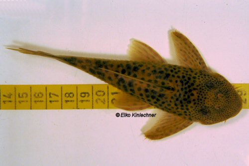 Ancistomus sp. (L424) = dorsal view
