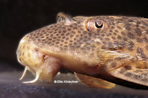 Ancistomus sp. (L424) = head view