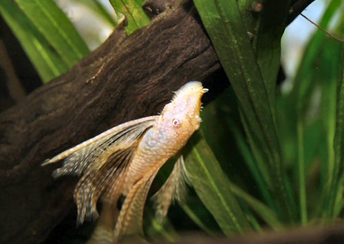 Ancistrus sp. 'albino' = long-finned male