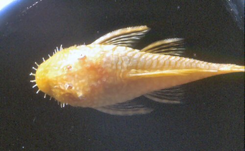 Ancistrus sp. 'albino' = Female