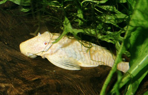 Ancistrus sp. 'albino' = Female