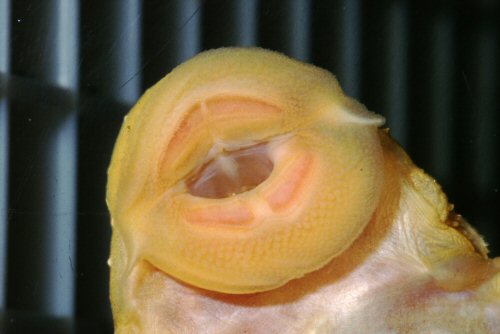 Ancistrus sp. 'albino'  = Mouth structure, female