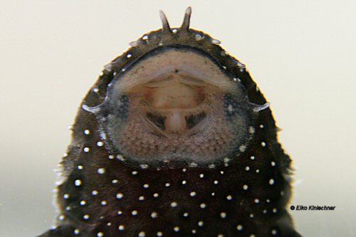 Ancistrus dolichopterus = mouth view