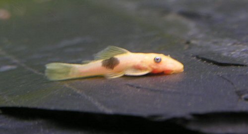 Ancistrus sp. (L 144)  = fry with brown spot