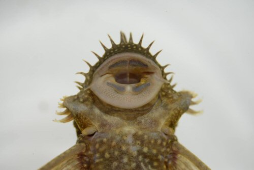 Ancistrus martini = Showing mouth structure 