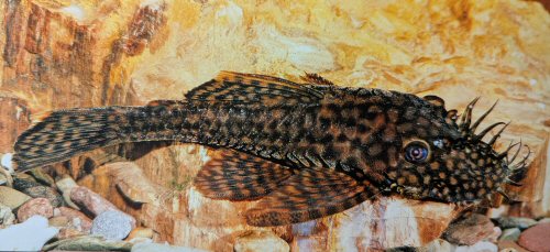 Ancistrus sp. "Crique Petit Laussat"