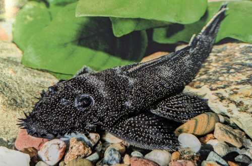 Ancistrus sp. (L100)