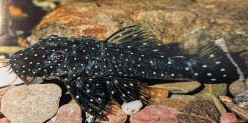 Ancistrus sp. (L327)