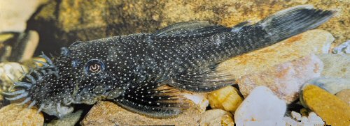 Ancistrus sp. (L344)