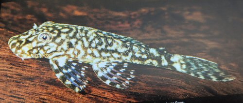 Ancistrus sp. (L352)