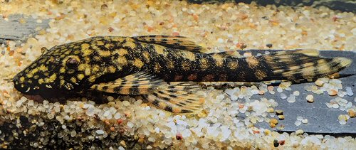 Ancistrus sp. (L464)