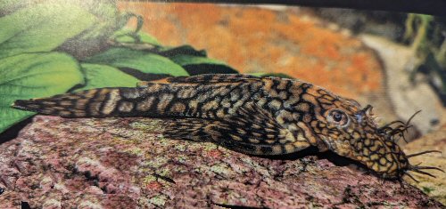 Ancistrus sp. (L529)