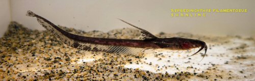 Aspredinichthys filamentosus