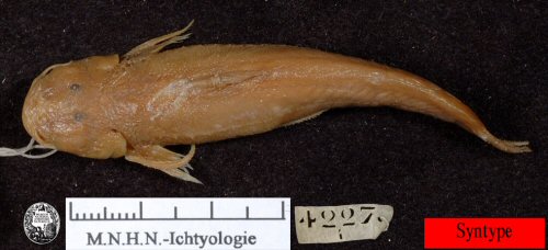 Astroblepus grixalvii = dorsal view