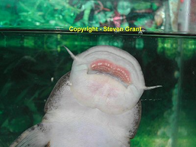 Astroblepus sabalo  = The sucker like mouth allows oxygen to be passed over the gills 