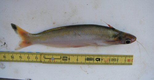 Auchenipterus nuchalis = Barama River, Guyana