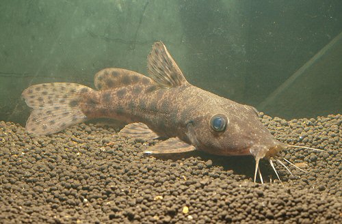 Auchenoglanis biscutatus = 11cm. size. Dark substrate