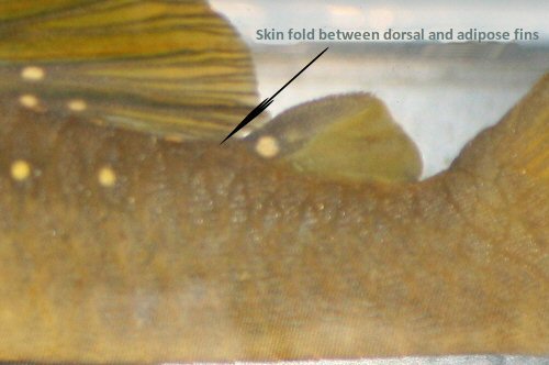 Baryancistrus demantoides = showing skin fold