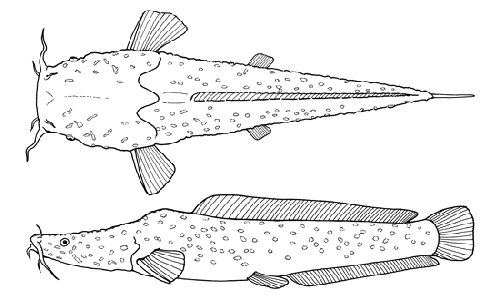 Bathyclarias foveolatus = line drawing