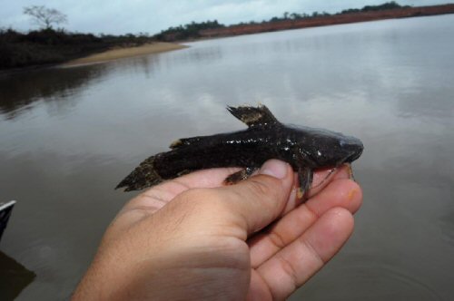 Batrochoglanis villosus = Juvenile - Brazil: Rio Xingu, - Altamira, Para 