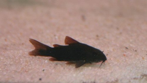 Corydoras schultzei (Black)