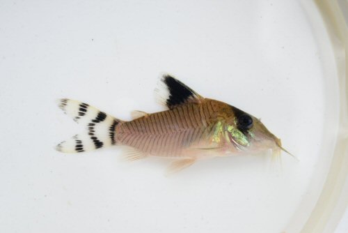 Corydoras condiscipulus - from the Oyapock